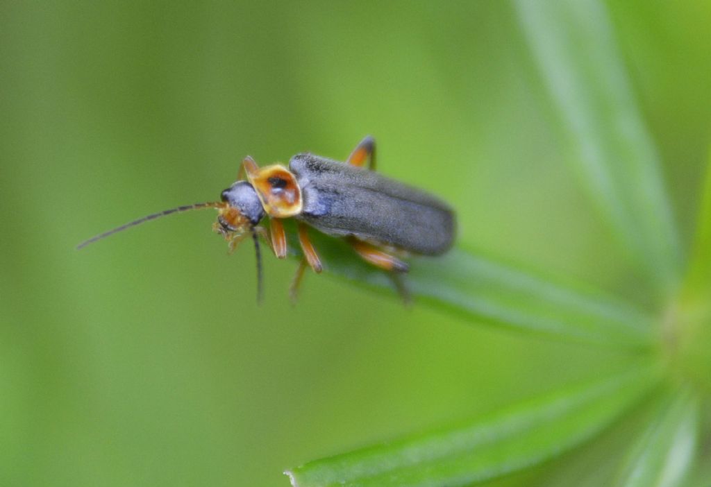 Cantharis nigricans ?    Sì !